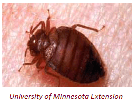 Bedbug Image Courtesy of University of Minnesota Extension