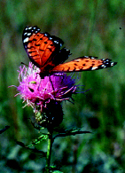 Butterfly and Flower